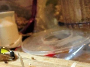 Scharfer Schafskäse-Walnuss-Aufstrich - Rezept - Bild Nr. 6