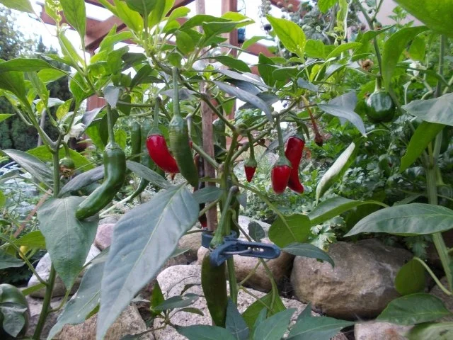 Curry-Sauce (Ketchup) - Rezept - Bild Nr. 3