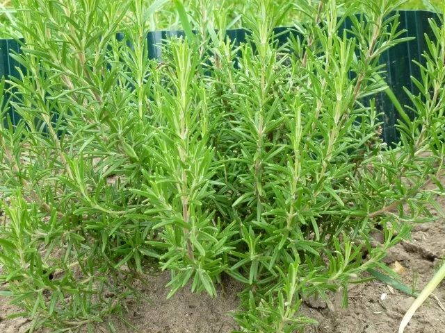 Rezept: Ein vielseitiges Aroma-Öl Bild Nr. 3 Ein vielseitiges Aroma-Öl - Rezept - Bild Nr. 3