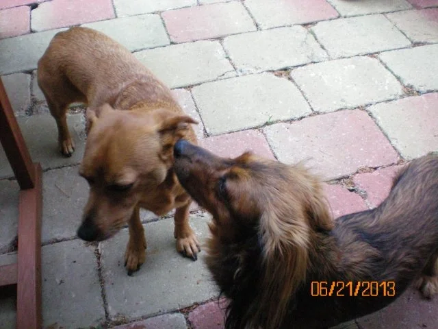 Rezept: Hundebelohnung Bild Nr. 5 Hundebelohnung - Rezept - Bild Nr. 5