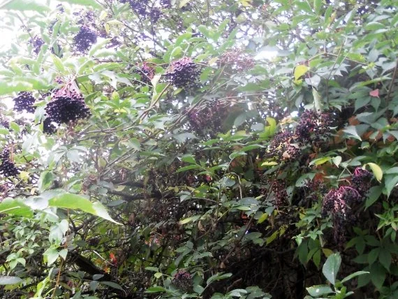 Rezept: "Oma - Friede`s" Holunder - Brombeersaft. Ein kerngesunder Wintervorrat. (Rzpt. um 1930) Bild Nr. 2 "Oma - Friede`s" Holunder - Brombeersaft. Ein kerngesunder Wintervorrat. (Rzpt. um 1930) - Rezept - Bild Nr. 2