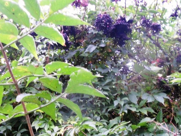 Rezept: "Oma - Friede`s" Holunder - Brombeersaft. Ein kerngesunder Wintervorrat. (Rzpt. um 1930) Bild Nr. 3 "Oma - Friede`s" Holunder - Brombeersaft. Ein kerngesunder Wintervorrat. (Rzpt. um 1930) - Rezept - Bild Nr. 3