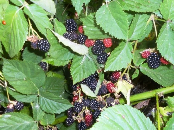 Rezept: "Oma - Friede`s" Holunder - Brombeersaft. Ein kerngesunder Wintervorrat. (Rzpt. um 1930) Bild Nr. 4 "Oma - Friede`s" Holunder - Brombeersaft. Ein kerngesunder Wintervorrat. (Rzpt. um 1930) - Rezept - Bild Nr. 4