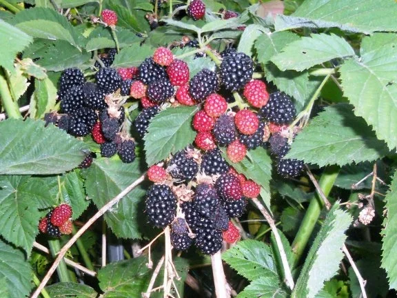 Rezept: "Oma - Friede`s" Holunder - Brombeersaft. Ein kerngesunder Wintervorrat. (Rzpt. um 1930) Bild Nr. 5 "Oma - Friede`s" Holunder - Brombeersaft. Ein kerngesunder Wintervorrat. (Rzpt. um 1930) - Rezept - Bild Nr. 5