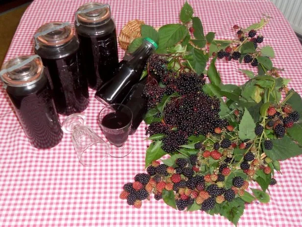 Rezept: "Oma - Friede`s" Holunder - Brombeersaft. Ein kerngesunder Wintervorrat. (Rzpt. um 1930) Bild Nr. 34 "Oma - Friede`s" Holunder - Brombeersaft. Ein kerngesunder Wintervorrat. (Rzpt. um 1930) - Rezept - Bild Nr. 34