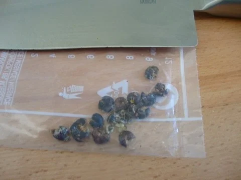 legiertes Pilzsüppchen - Rezept - Bild Nr. 4