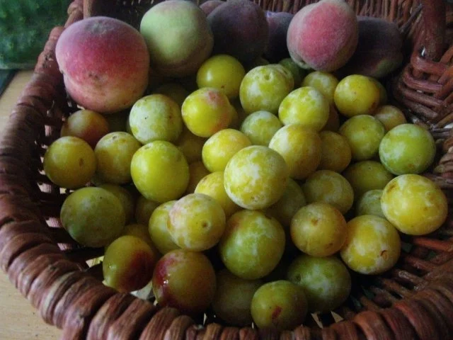 Mirabellen-Pfirsichmarmelade - Rezept - Bild Nr. 2