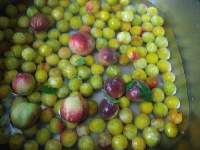 Mirabellen-Pfirsichmarmelade - Rezept - Bild Nr. 3