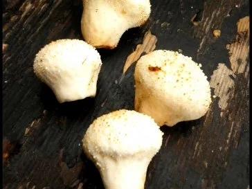 Kirschtomaten-Goldröhrling-Rauke-Mischung mit Polenta und Salzmandeln - Rezept - Bild Nr. 2