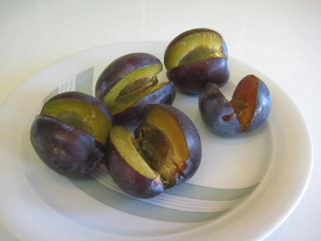 Rezept: Zwetschgen Likör in Armagnac Bild Nr. 4 Zwetschgen Likör in Armagnac - Rezept - Bild Nr. 4