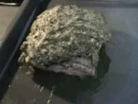 Schwein: Senf-Schmorbraten - Rezept - Bild Nr. 6