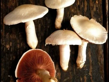 Rezept: Calzone mit Pilzen Bild Nr. 4 Calzone mit Pilzen - Rezept - Bild Nr. 4