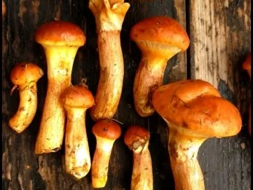 Rezept: Calzone mit Pilzen Bild Nr. 5 Calzone mit Pilzen - Rezept - Bild Nr. 5