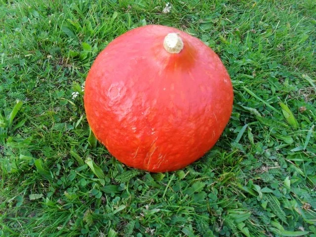 Kürbis - Lasagne - Rezept - Bild Nr. 2