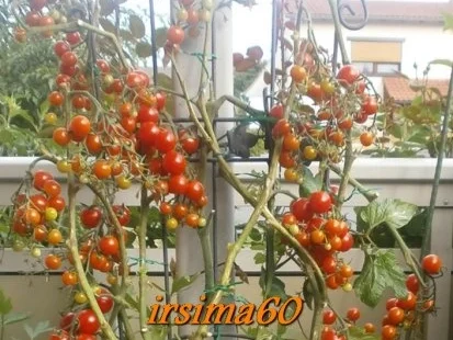 Tomaten - Sahne - Soße - Rezept - Bild Nr. 3