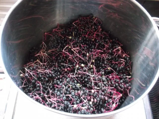 Holunderbeergelee mit Orange,Zimt und Zitrone - Rezept - Bild Nr. 3