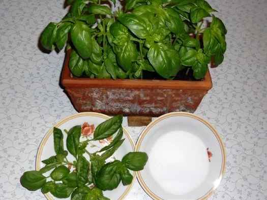 BASILIKUM - SALZ......à la "Oòrndrasch" ( Rzpt. um 2013) - Rezept - Bild Nr. 2
