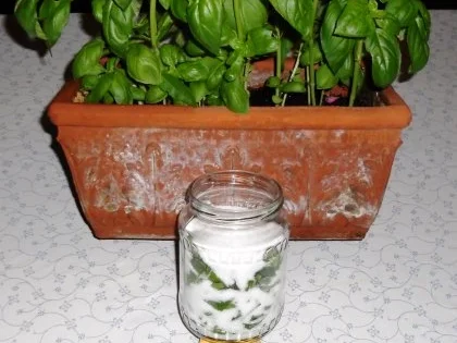 BASILIKUM - SALZ......à la "Oòrndrasch" ( Rzpt. um 2013) - Rezept - Bild Nr. 5