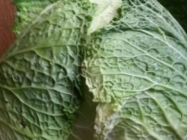 Wirsing Rouladen - Rezept - Bild Nr. 2