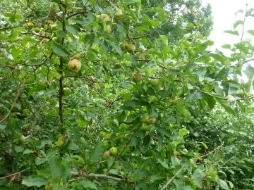 Rezept: Knuspriger Apfel-Nuss-Zimt-Streuselkuchen Bild Nr. 2 Knuspriger Apfel-Nuss-Zimt-Streuselkuchen - Rezept - Bild Nr. 2