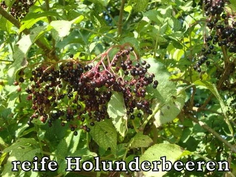 Holunderbeerenlikör - Rezept - Bild Nr. 2