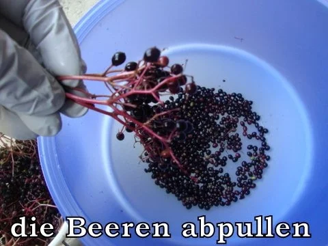 Holunderbeerenlikör - Rezept - Bild Nr. 4