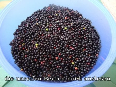 Holunderbeerenlikör - Rezept - Bild Nr. 5