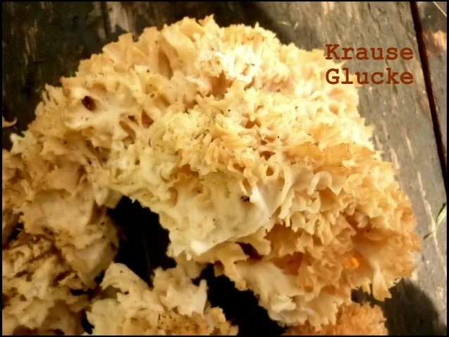 Krause Glucke mit Pappardelle - Rezept - Bild Nr. 2