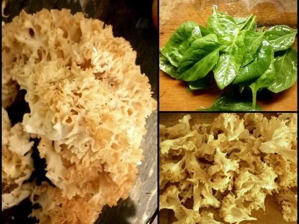 Krause Glucke mit Pappardelle - Rezept - Bild Nr. 5