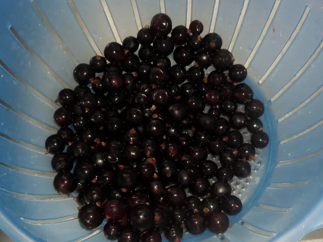 Herbstliches Zwetschgen-Johannisbeer-Chutney - Rezept - Bild Nr. 4