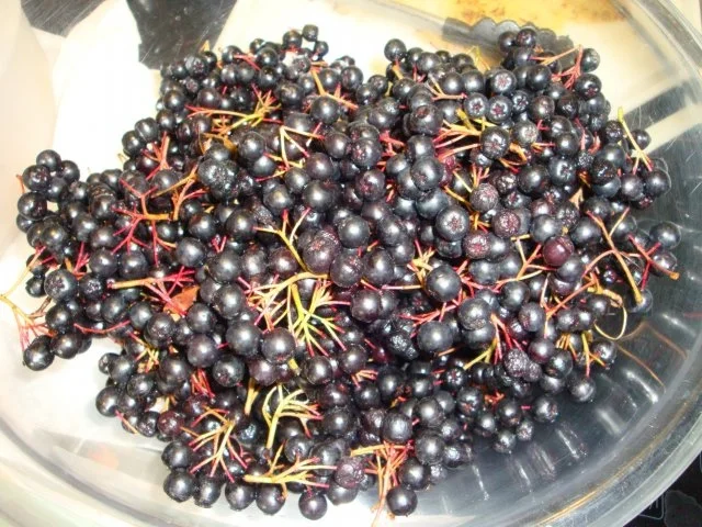 Aronia- Holunderbeersaft - Rezept - Bild Nr. 2