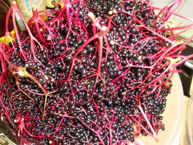 Aronia- Holunderbeersaft - Rezept - Bild Nr. 3