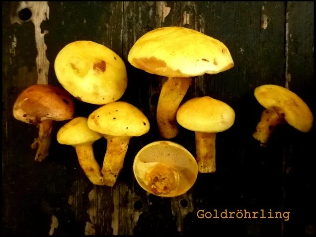 Rezept: Kartoffel-Plätzchen mit Goldröhrlingen und Kirschtomaten Bild Nr. 2 Kartoffel-Plätzchen mit Goldröhrlingen und Kirschtomaten - Rezept - Bild Nr. 2