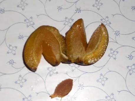 "Oma - Friede`s" - Ostpr. Pflaumenkuchen (Rzpt. um 1939) - Rezept - Bild Nr. 8