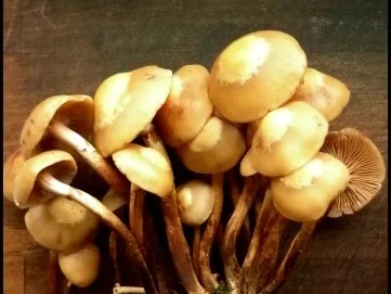 Rezept: Tomatensuppe mit Stockschwämmchen Bild Nr. 2 Tomatensuppe mit Stockschwämmchen - Rezept - Bild Nr. 2