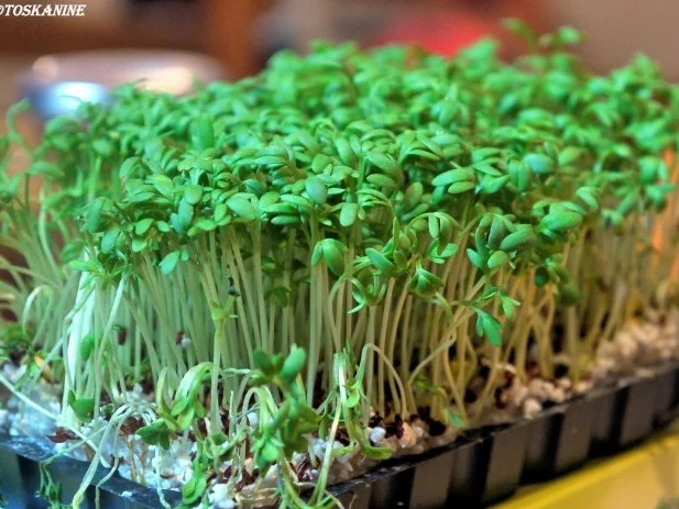 Galettes Bretonnes mit Rostbeef - Rezept - Bild Nr. 7