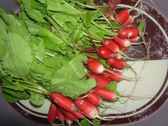 Radieschensalat ala Kukuluru - Rezept - Bild Nr. 3