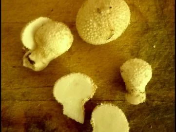 Tortellini mit Ziegenfrischkäse-Füllung und Feigen-Tomaten-Ragout - Rezept - Bild Nr. 8