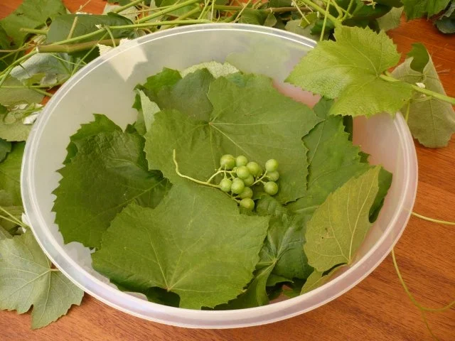 Rezept: Weinblätter würzig gefüllt Bild Nr. 3 Weinblätter würzig gefüllt - Rezept - Bild Nr. 3