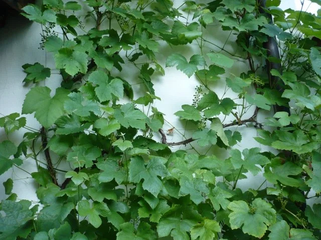 Rezept: Weinblätter würzig gefüllt Bild Nr. 2 Weinblätter würzig gefüllt - Rezept - Bild Nr. 2