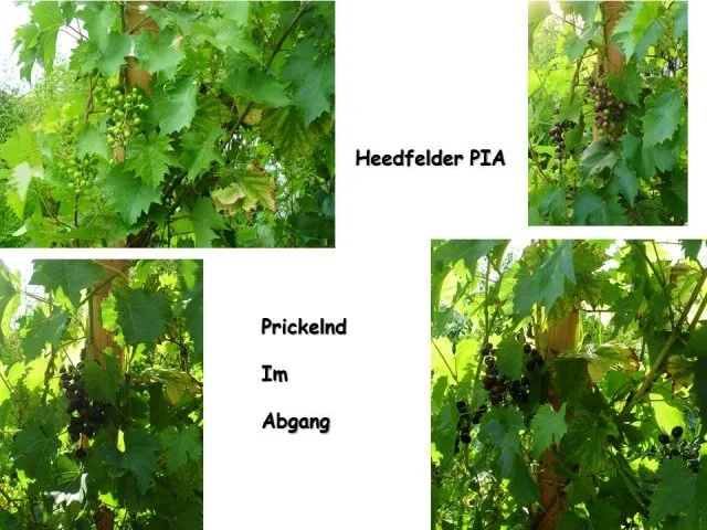 Traubensalat - Rezept - Bild Nr. 5