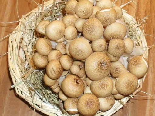 Traubensalat - Rezept - Bild Nr. 2