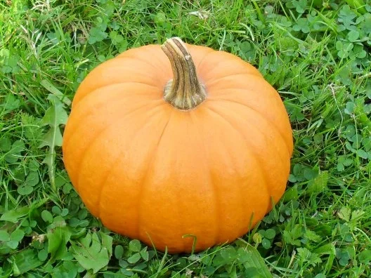 Kürbispizza - Rezept - Bild Nr. 3