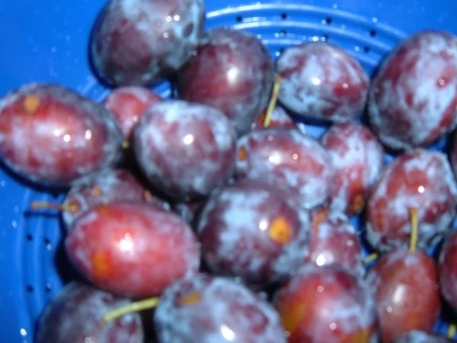 Kuchen : Zwetschgen mit Haselnusszudecke - Rezept - Bild Nr. 3