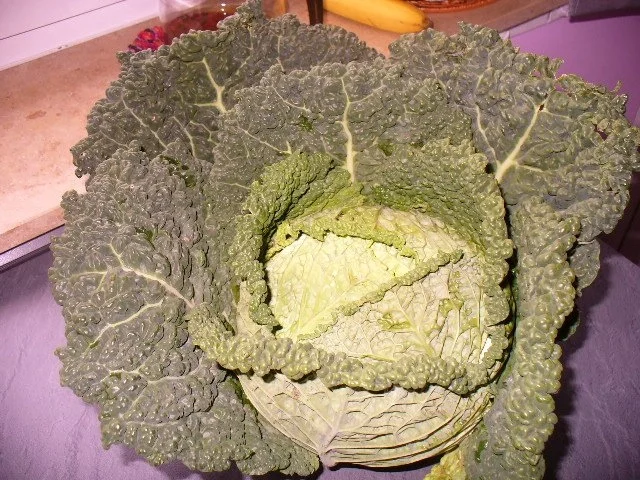 Wirsingröllchen mit Leberkäse - Rezept - Bild Nr. 2