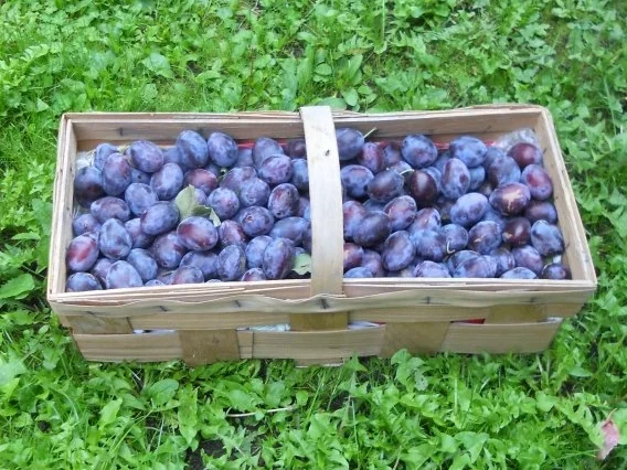 Rezept: "Oma - Friede`s" - Ostpr. Pflaumenmus (Rzpt. um 1900) Bild Nr. 2 "Oma - Friede`s" - Ostpr. Pflaumenmus (Rzpt. um 1900) - Rezept - Bild Nr. 2