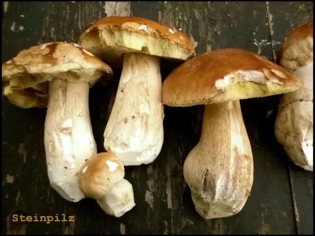 Steinpilz-Kartoffelpüree mit Flaschenbovisten - Rezept - Bild Nr. 2