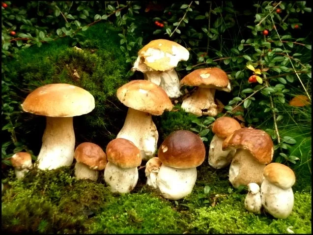 Steinpilz-Kartoffel-Süppchen mit Steinpilzbällchen - Rezept - Bild Nr. 2