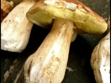 Quiche aux cèpes - Steinpilz-Quiche - Rezept - Bild Nr. 2