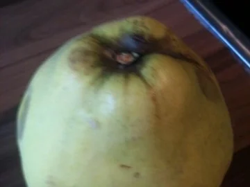 Rezept: Quittengelee mit Klaräpfel Bild Nr. 2 Quittengelee mit Klaräpfel - Rezept - Bild Nr. 2